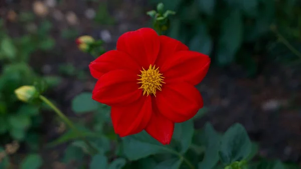 꽃잎과 노란색 수선화의 세 부점을 보여 주는 아름다운 하나의 붉은 꽃 — 스톡 사진