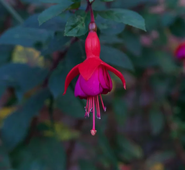 Belle fleur de fuchsia rose foncé sur fond vert tendre flou — Photo