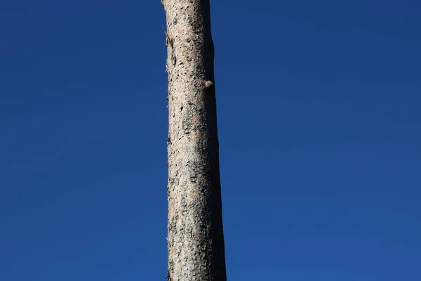 Tronco de árvore nua contra o céu azul escuro com espaço de cópia — Fotografia de Stock