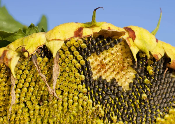 Słonecznik pod koniec lata z nasionami widocznymi — Zdjęcie stockowe
