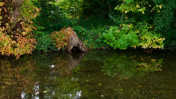 Cena de outono mostrando tronco de árvore podre velho e folhagem refletida no rio — Fotografia de Stock