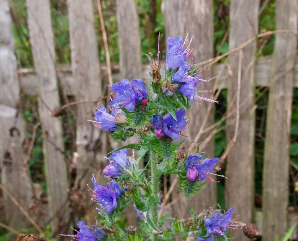 Vipers bugloss wildflowers with red stamens against old wooden fence — Stock Photo, Image