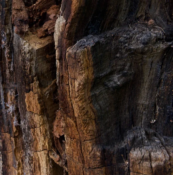 Tronco de árvore em decomposição antigo em uma variedade de cores, incluindo ocre cinza e preto — Fotografia de Stock