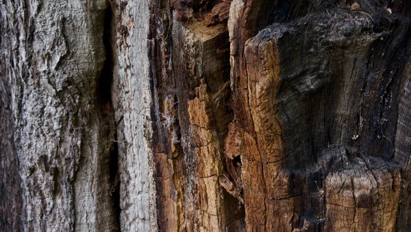 A fa törzsének kitett, időjárásnak kitett faanyag színválasztékban — Stock Fotó