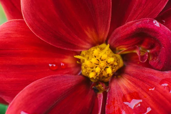 Burgunder Dahlienblüten Makro Nahaufnahme — Stockfoto