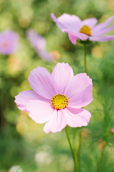 Finoman Rózsaszín Cosmee Virág Közelről — Stock Fotó