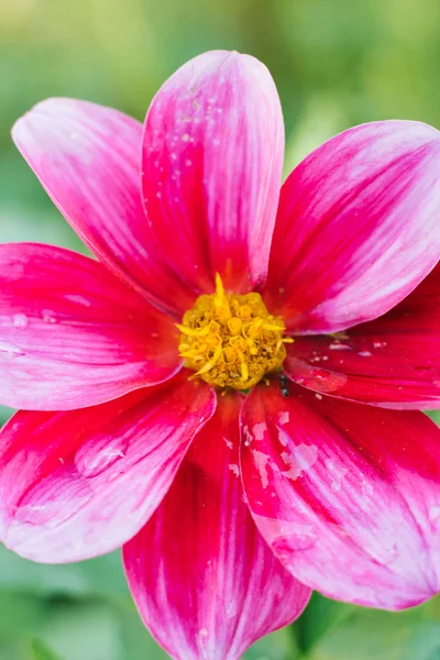 Яскраво Фіолетова Квітка Далії Цвіте — стокове фото