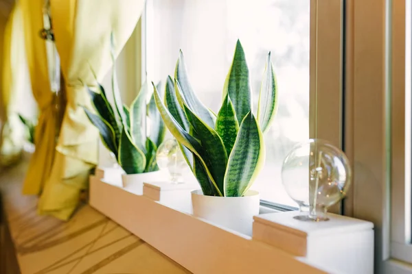 Odanın Dekor Houseplant Sansevieriya Tencere Pencere Üzerinde — Stok fotoğraf