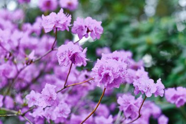 Leylak çiçekleri ilkbaharda rhododendron çiçek