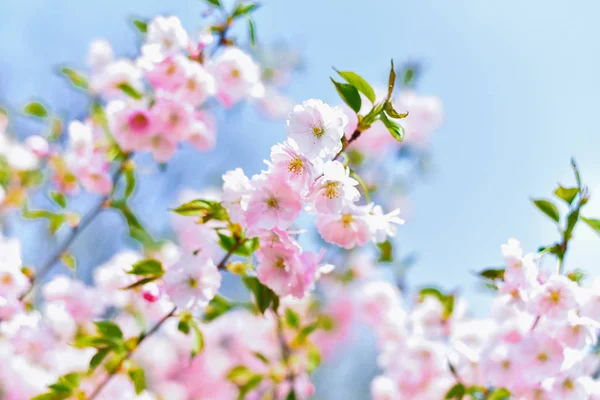 Hermosas Flores Sakura Rosa Sobre Fondo Azul Claro Del Cielo — Foto de Stock