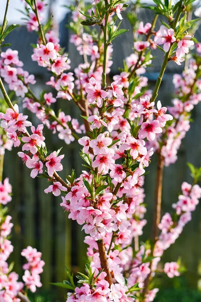 咲く木の枝にピンクのアプリコットの花 — ストック写真