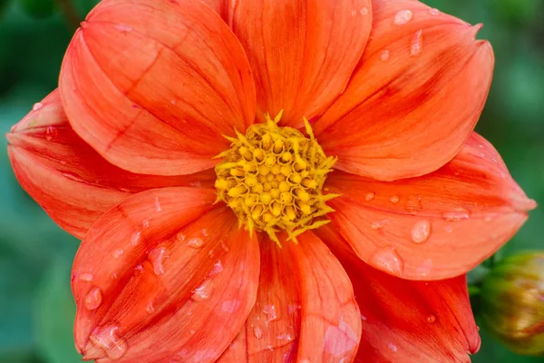 美しい単一の花ライブサンゴダリア クローズアップ — ストック写真