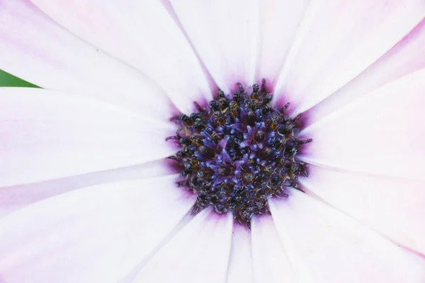 Virág Fehér Lila Osteospermum Makró Közelről — Stock Fotó