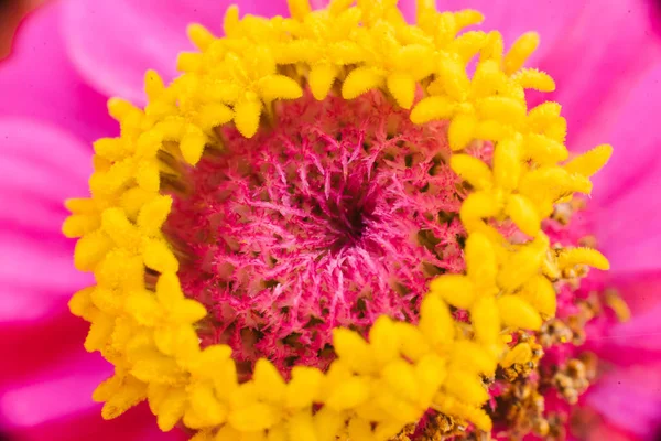 Pistill Och Ståndare Crimson Zinnia Blomma Makro Blommig Bakgrund — Stockfoto