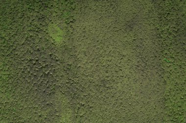 Bir konut binanın modern sıvalı cephe dikişsiz doku. Yeşil renk alçı ile arabanın duvarlarının dış yüz. Reklam geliştirme hizmetleri için arka plan. Kirli renk sıva