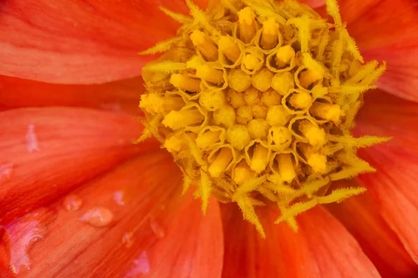 Die Helle Mitte Einer Orangen Dahlienblüte Blumenhintergrund Nahaufnahme — Stockfoto