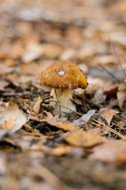 ormanda büyüyen sonbahar yaprakları bir halı altında beyaz mantar boletus