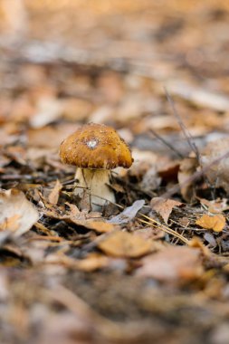 ormanda büyüyen sonbahar yaprakları bir halı altında beyaz mantar boletus