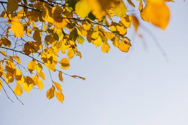 Sonbahar mavi gökyüzü arka plan, sarı parlak renkli yaprakları ve dalları, sonbahar temaları, kopya alanı ile yaprakları