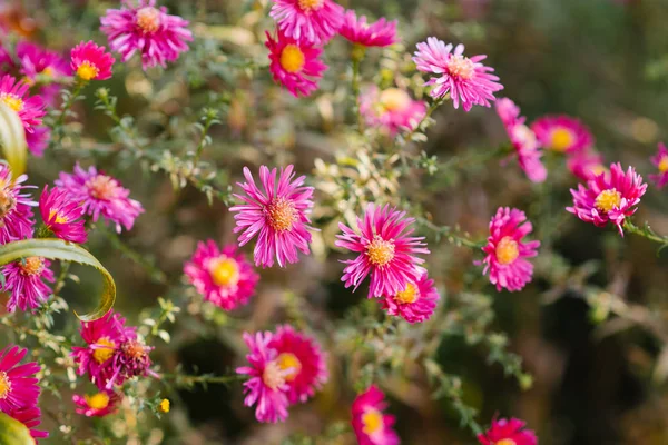 Schöne Rosa Und Purpurrote Chrysanthemen Blühen Herbst Garten — Stockfoto