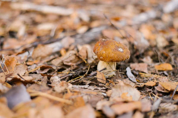 Weiße Steinpilze Unter Einem Teppich Aus Herbstblättern Die Wald Wachsen — Stockfoto