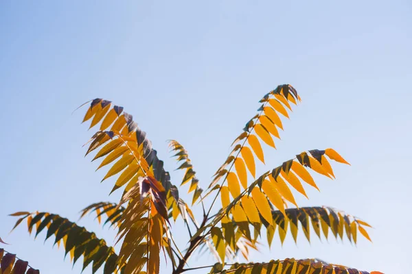 Folhas Amarelas Ramo Acácia Contra Céu Azul Natureza Outono Espaço — Fotografia de Stock