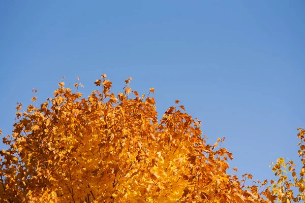 Höstlöv Med Blå Himmel Bakgrund Gula Ljusa Färgglada Blad Och — Stockfoto