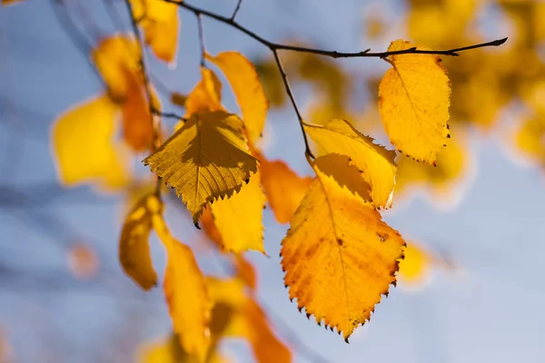 Gula Löv Mot Den Blå Himlen Hösten Solig Dag Oktober — Stockfoto