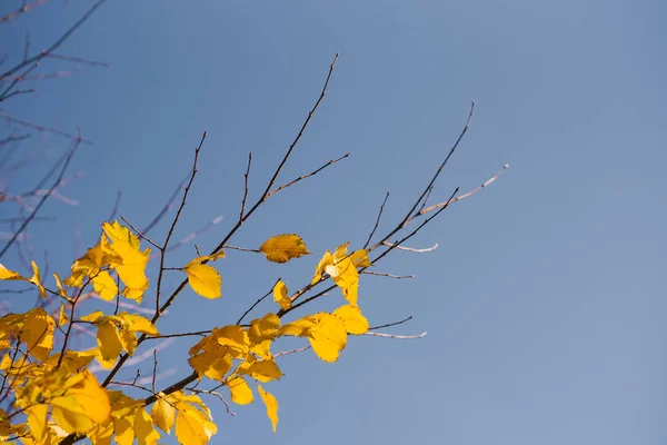 Autumn leaves with the blue sky background, Yellow bright colorful leaves and branches, fall themes, copy space