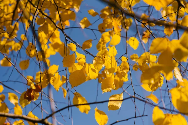Gula Löv Mot Den Blå Himlen Hösten Solig Dag Oktober — Stockfoto