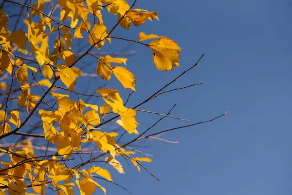 Höstlöv Med Blå Himmel Bakgrund Gula Ljusa Färgglada Blad Och — Stockfoto