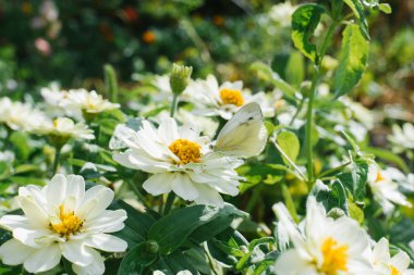 Kelebek lahana kelebek beyaz çiçek zinnias üzerinde oturan. Doğada Yaz Güneşli gün