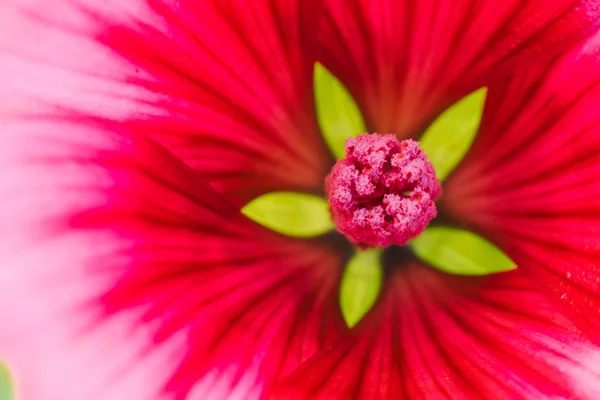 花の背景クローズアップ ギャロップの花 — ストック写真