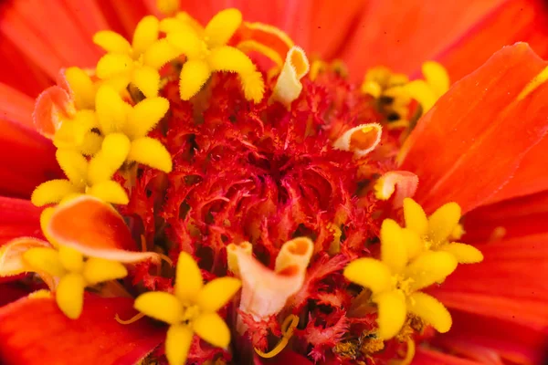 Pistil Stamen Red Zinni Flower Close Macro Floral Bright Background — Stock Photo, Image