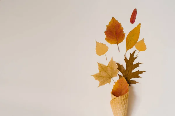Jesienne Lody Kreatywny Układ Jesiennych Liści Żółte Jesienne Opadłe Liście — Zdjęcie stockowe