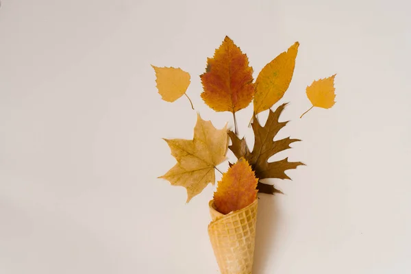 Jesienne Lody Kreatywny Układ Jesiennych Liści Żółte Jesienne Opadłe Liście — Zdjęcie stockowe