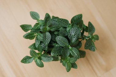 houseplant fittonia dark green with white streaks in a brown pot on a beige background with boards. Top view clipart