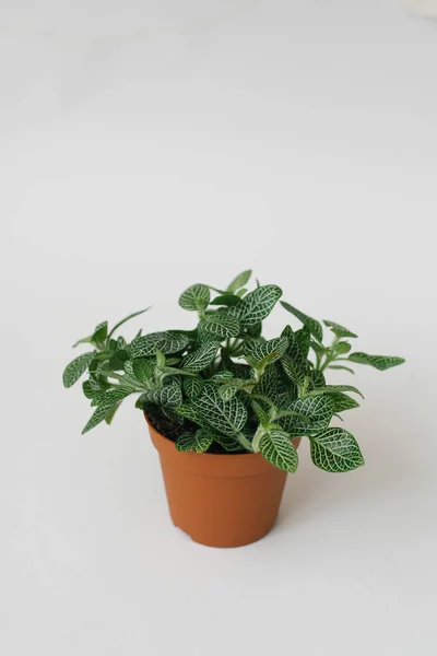 Houseplant Fittonia Dark Green White Streaks Brown Pot White Background — Stock Photo, Image