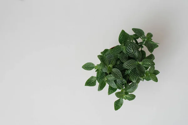 houseplant fittonia dark green with white streaks in a brown pot on a beige background with boards. Top view