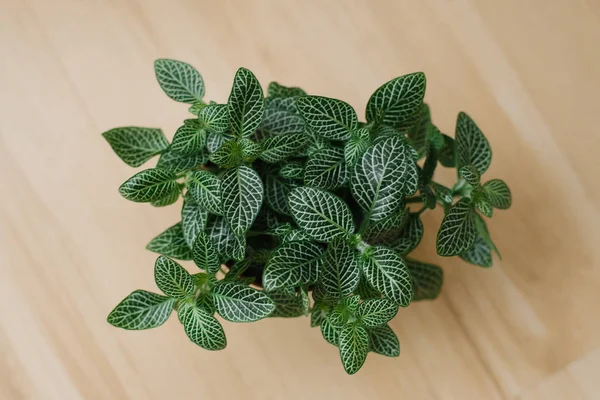 kurulları ile bej arka plan üzerinde kahverengi bir tencerede beyaz çizgiler ile houseplant fittonia koyu yeşil. Üstte görüntü