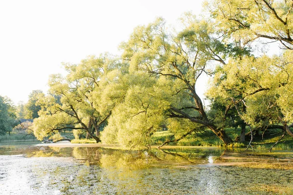 水の近くの木の枝のバンドルの村の湖の岸の木 — ストック写真