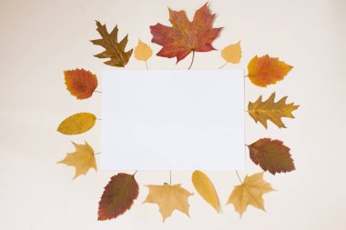 Notlar için bir kopya alanı ile beyaz kağıt bir sayfa, kağıt etrafında sonbahar sarı-turuncu yaprakları çerçeveli vardır. Sonbahar indirimleri, promosyonlar, haberler kavramı