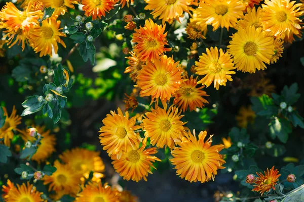 Помаранчеві Хризантеми Цвітуть Восени Саду — стокове фото