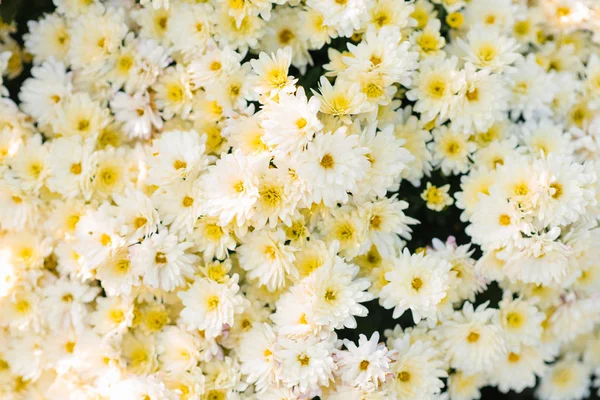 Weiße Gelbe Chrysanthemenblüten Garten Nahaufnahme — Stockfoto