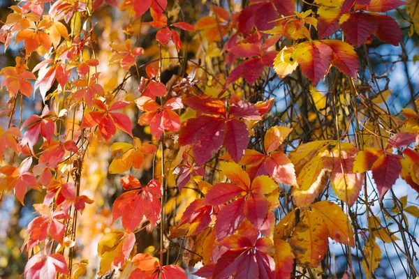 Bright Red Yellow Orange Leaves Blue Sky — Stock Photo, Image