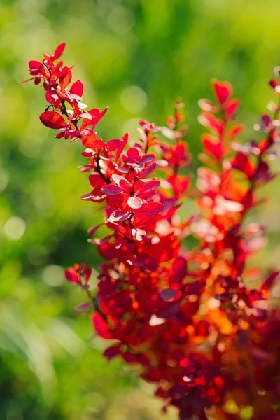 Κόκκινα Φύλλα Βατόμουρου Μπους Φόντο Πράσινου Χόρτου Φθινόπωρο Κοντινό Πλάνο — Φωτογραφία Αρχείου