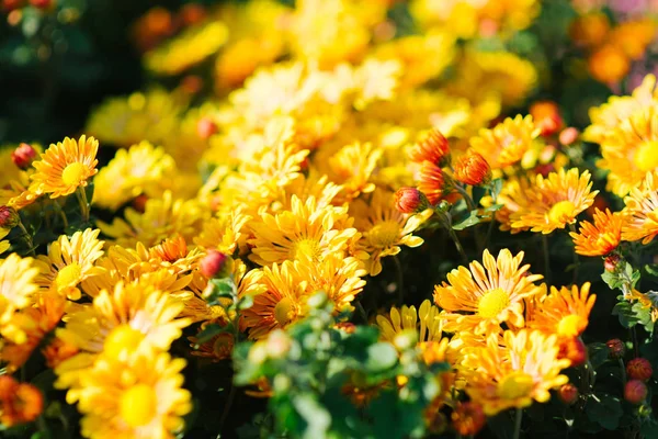 Flores Crisantemo Amarillo Jardín Primer Plano — Foto de Stock