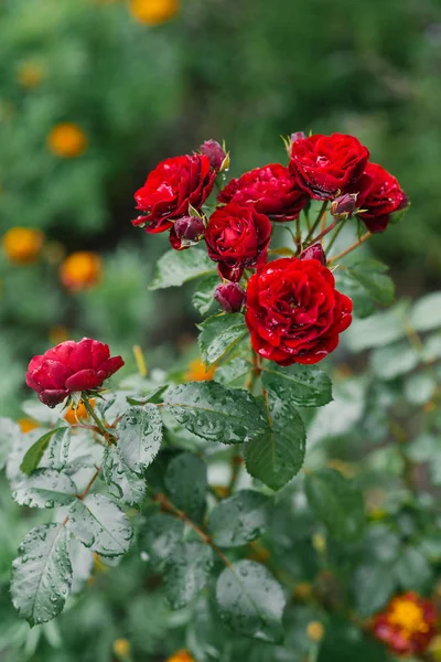 Red Burgundy mini roses in the garden bloom