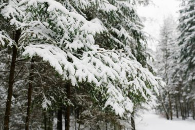 Ormandaki karların altında Noel ağacı dalları