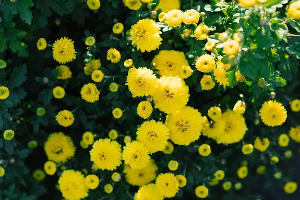 Маленькие Желтые Хризантемы Саду — стоковое фото